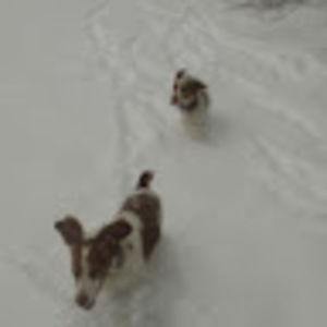 Meet your Posher, Albert